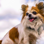 A Complete Guide to Chihuahua Care